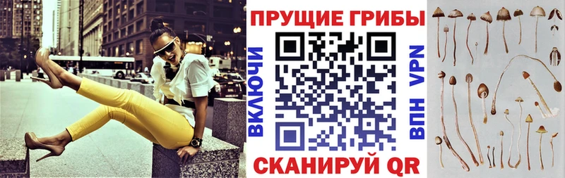 Псилоцибиновые грибы Psilocybine cubensis  kraken онион  Осинники 