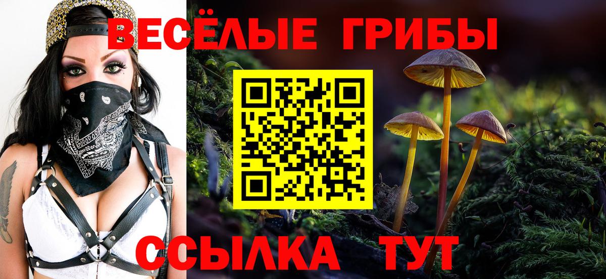 Псилоцибиновые грибы Psilocybe Осинники